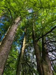 Beautiful green forest in  summer