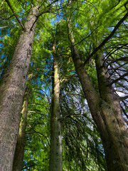Beautiful green forest in  summer