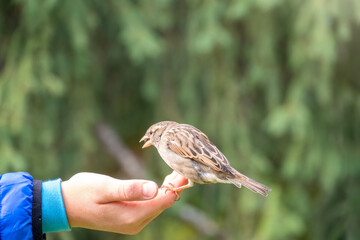 The boy feeds the birds with seeds from his hand. Sparrow eats seeds from the boy's hand