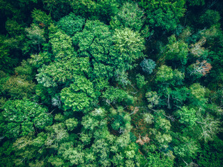 Shot Of Trees In Forest.  top view on the forest panoramic