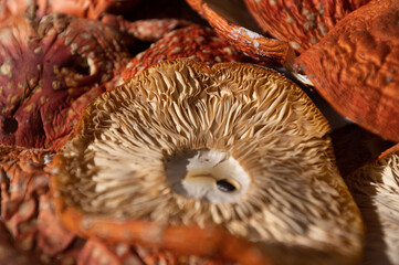 muscaria amanita red poisonous dry mushrooms