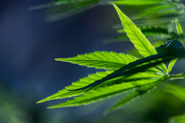 cannabis leaf background