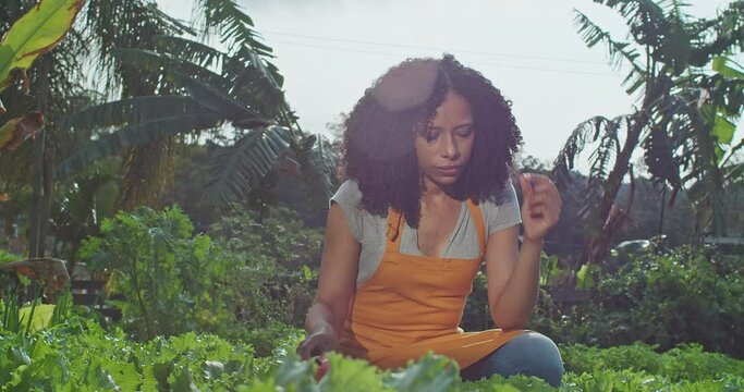 One black woman eating piece of lettuce at green organic farm. A Brazilian female urban farmer working at community garden tasting a piece of food