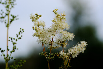 Macro photography of a flower: detail shot of a flower with background blur.
