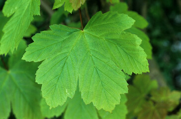 Erable sycomore, Acer pseudoplatanus