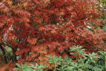 Érable palmé, Erable japonais, Acer palmatum