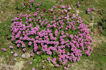 Arm&eacute;rie maritime, Armeria maritima