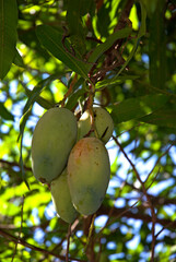 Manguier, Mangifera indica
