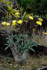 Pachypodium, Pachypodium brevicaule
