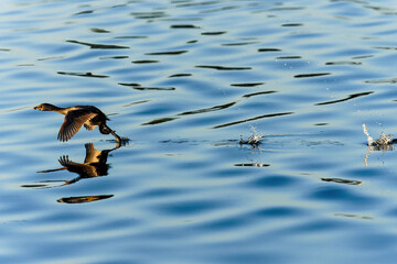 Duck taking flight from the water