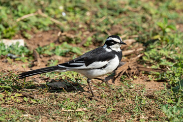 Bergeronnette du Cap,.Motacilla capensis, Cape Wagtail
