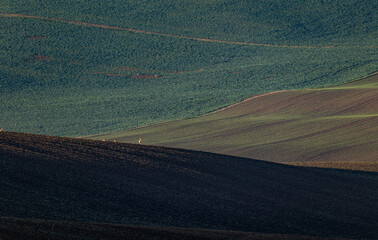 Obraz premium Roe deer on a vast plowed field, autumn, Czech Moravia