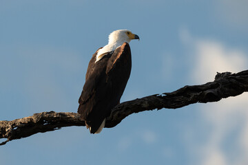 Pygargue vocifère, .Haliaeetus vocifer , African Fish Eagle, Parc national Kruger, Afrique du Sud