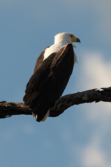 Pygargue vocifère, .Haliaeetus vocifer , African Fish Eagle, Parc national Kruger, Afrique du Sud