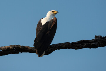 Pygargue vocifère, .Haliaeetus vocifer , African Fish Eagle, Parc national Kruger, Afrique du Sud