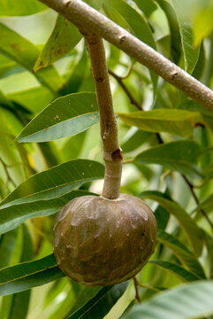 Ch&eacute;rimole, ch&eacute;rimolier,  Annona cherimola
