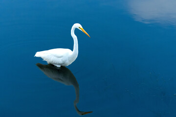 Fototapeta na wymiar snowy egret wading in blue water