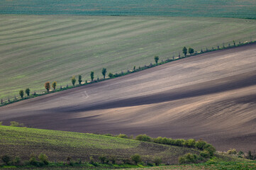 Obraz premium Cultivated fields in Czech Moravia, patterns and lines on the ground. Czech Tuscany