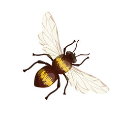 Winged insect of honey bee.Isolated vector graphic.