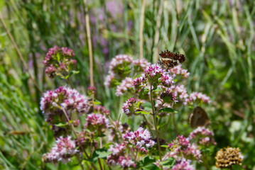 Map butterfly (Araschnia levana) with closed wings sitting on a pink flower in Zurich, Switzerland