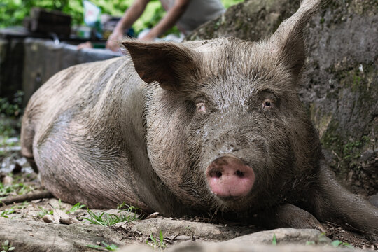 detailed view of the face of a Sus scrofa domesticus, pregnant sow lying on the stony ground, with her face full of mud. very hairy pig lying down looking towards the camera in close-up.