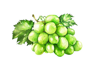 Watercolor technique. Bunch of green ripe grapes. - 537589538