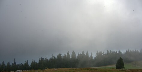 querformat, fichtenwald im nebel, am schöckl