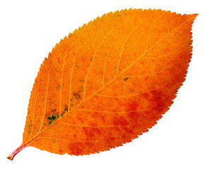 Autumn leaf of chokeberry isolated on a white background, orange fallen leaf.