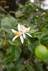plantas, naturaleza, verde, hojas