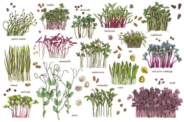 Hand drawn fresh vector microgreens sprouts