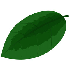 green plant leaf illustration with detail