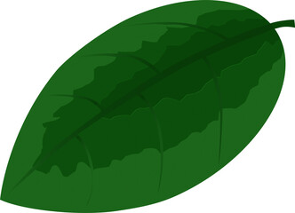 green plant leaf illustration with detail
