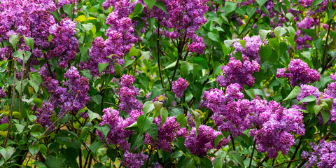 purple lilac blossom branch. beautiful floral nature wallpaper in the green garden