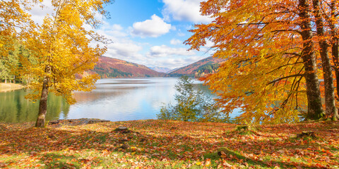 Fototapeta na wymiar countryside scenery at the lake in autumn. forest in fall colors on the shore covered in fallen foliage. wonderful mountain landscape on a sunny afternoon with clouds and sky reflecting in the water