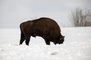 European bison - Bison bonasus in the Knyszyn Forest