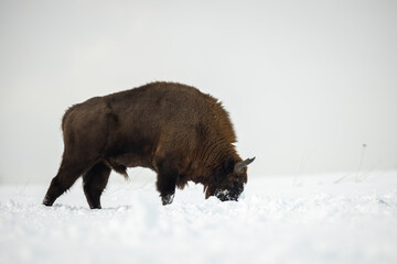 European bison - Bison bonasus in the Knyszyn Forest