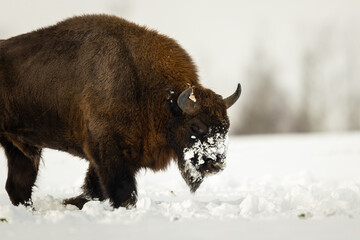 European bison - Bison bonasus in the Knyszyn Forest