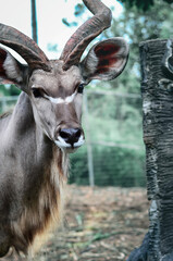 Close up deer Wild impala 