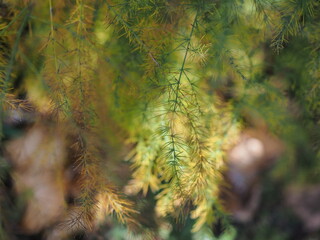 Asparagus in the autumn garden