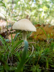 Wild mushroom in the deep forest. 