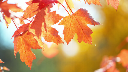 Lively closeup of falling autumn leaves.