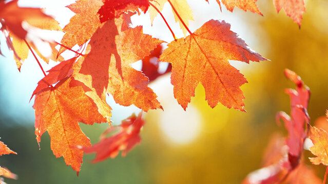 Lively closeup of falling autumn leaves.