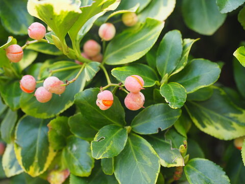 Fruits of Euonymus Fortunei Emerald and Gold - Fortune's Euonymus