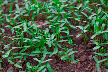 Green seedlings are growing in fertile soil.