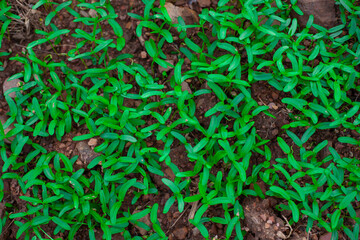 Green seedlings are growing in fertile soil.