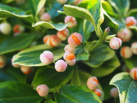 Fruits of Euonymus Fortunei Emerald and Gold - Fortune's Euonymus