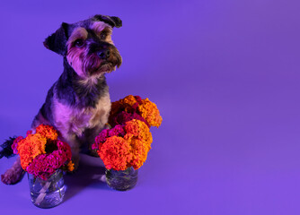 Perrito celebrando el día de muertos rodeado de flores de Cempasúchil. Concepto de mascotas. 