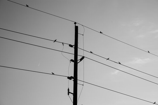 Birds on a telephone wire