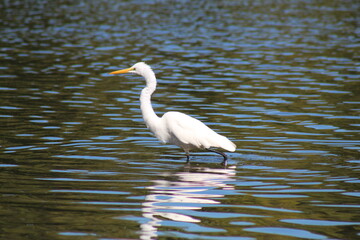 Great White Egret