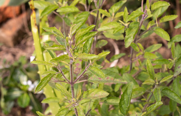 Closeup of Holy Basil or Tulsi Plant with Leaves with Selective Focus in Horizontal Orientation